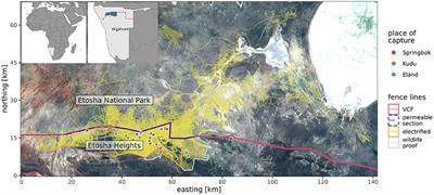 Don't stop me now: Managed fence gaps could allow migratory ungulates to track dynamic resources and reduce fence related energy loss